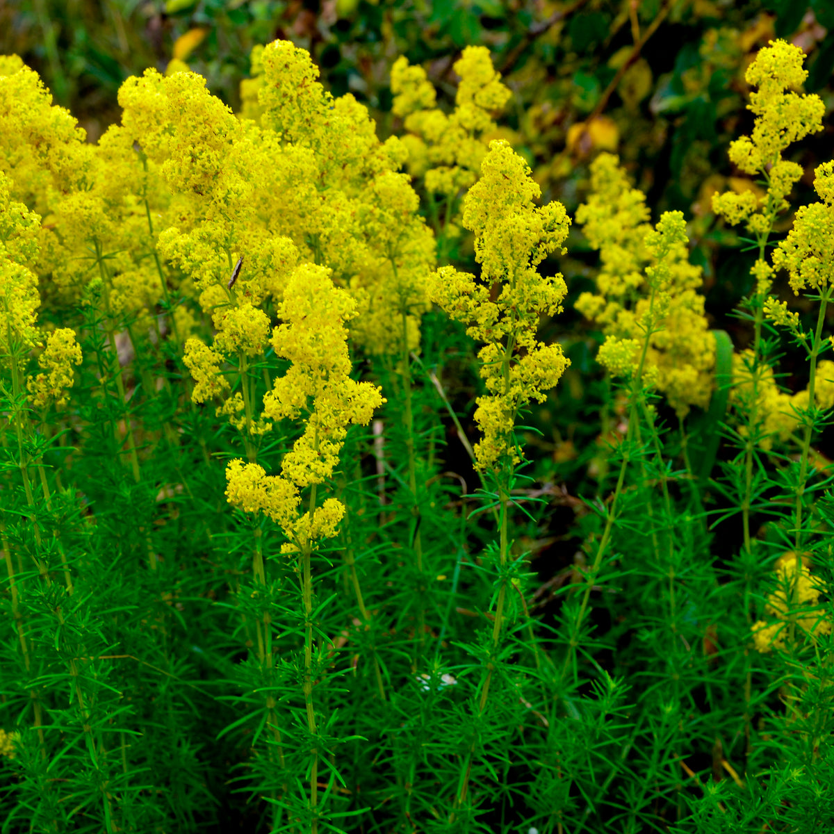 Caille-lait jaune - Gaillet vrai