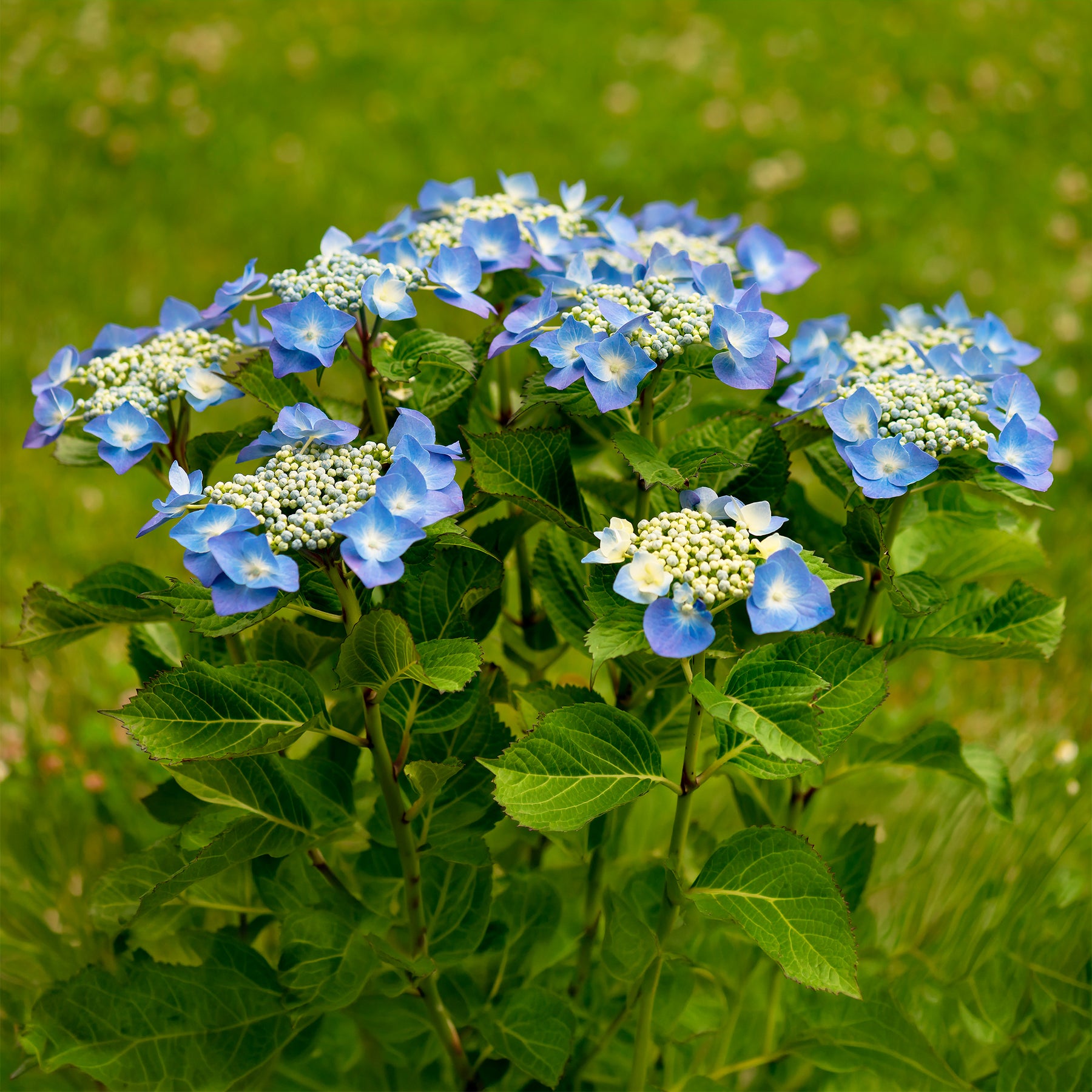 Hortensia Teller blue - Hydrangea macrophylla teller blue - Willemse