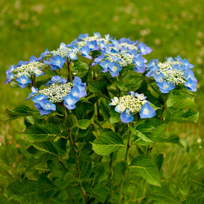 Hortensia Teller blue - Hydrangea macrophylla teller blue - Willemse
