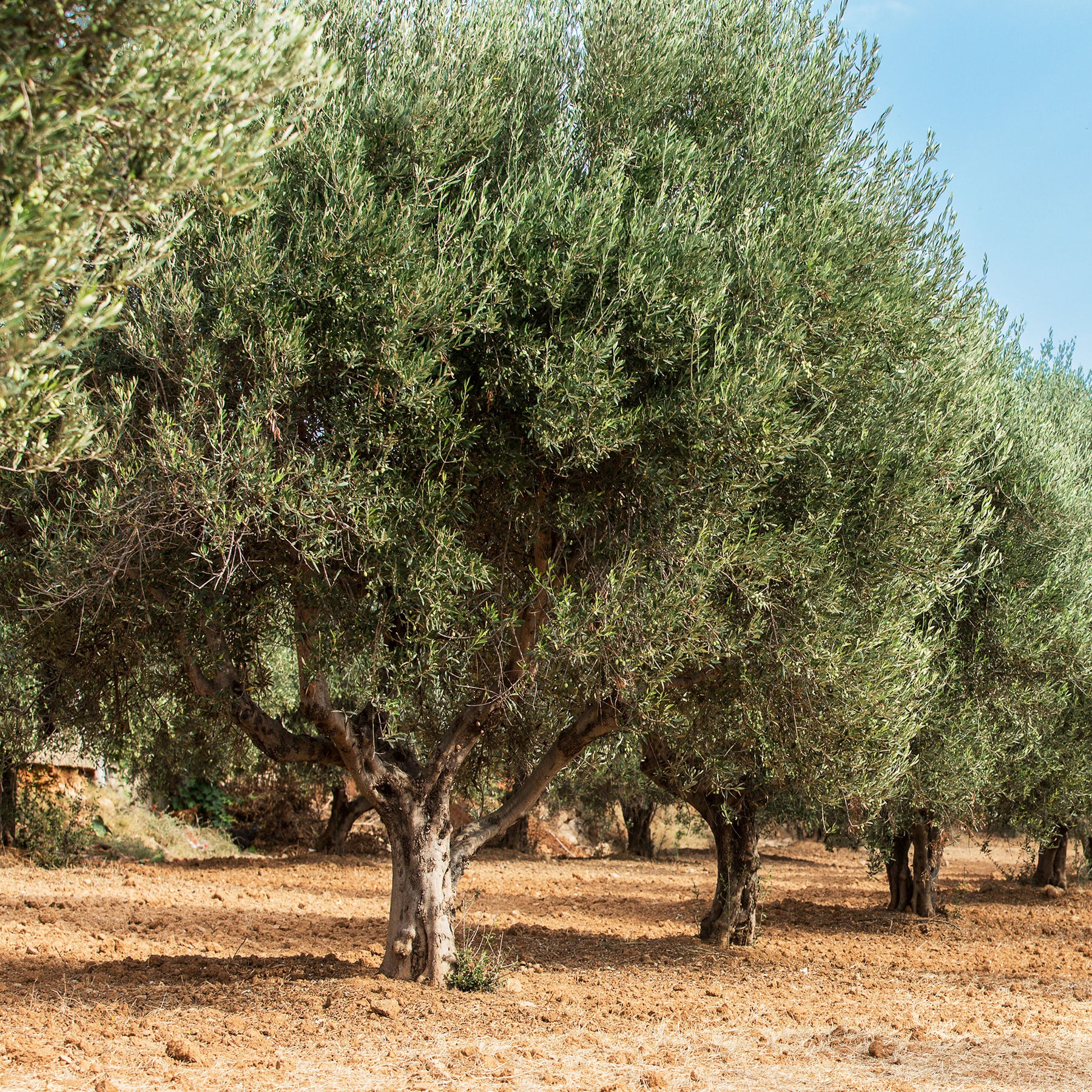 Olivier - Olea europaea - Olea europaea - Willemse