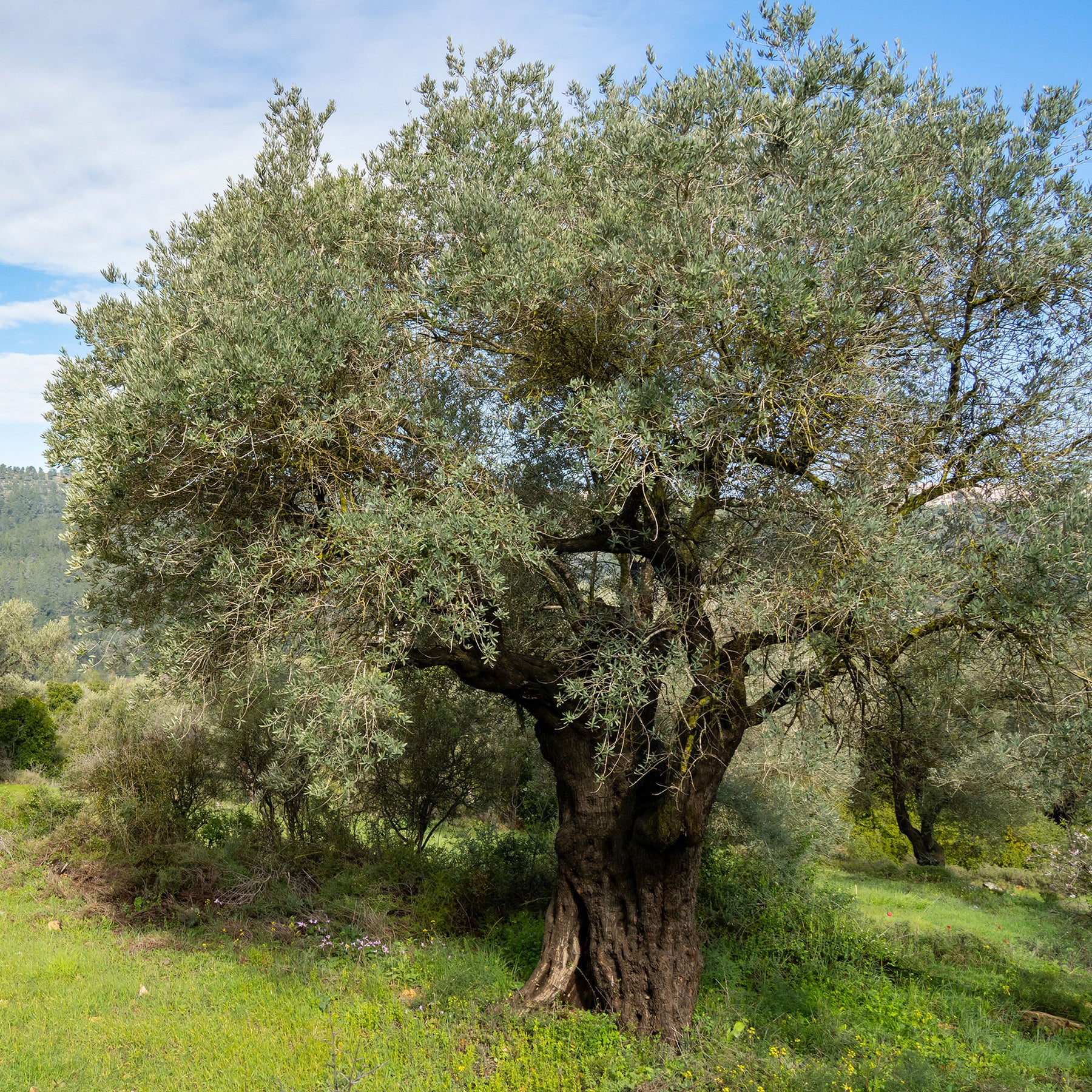 Olea europaea - Olivier - Olea europaea - Olivier