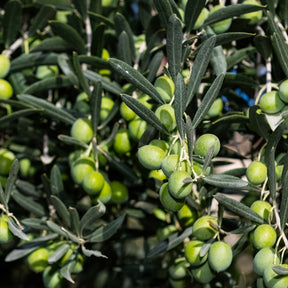 Olivier - Olivier - Olea europaea - Olea europaea