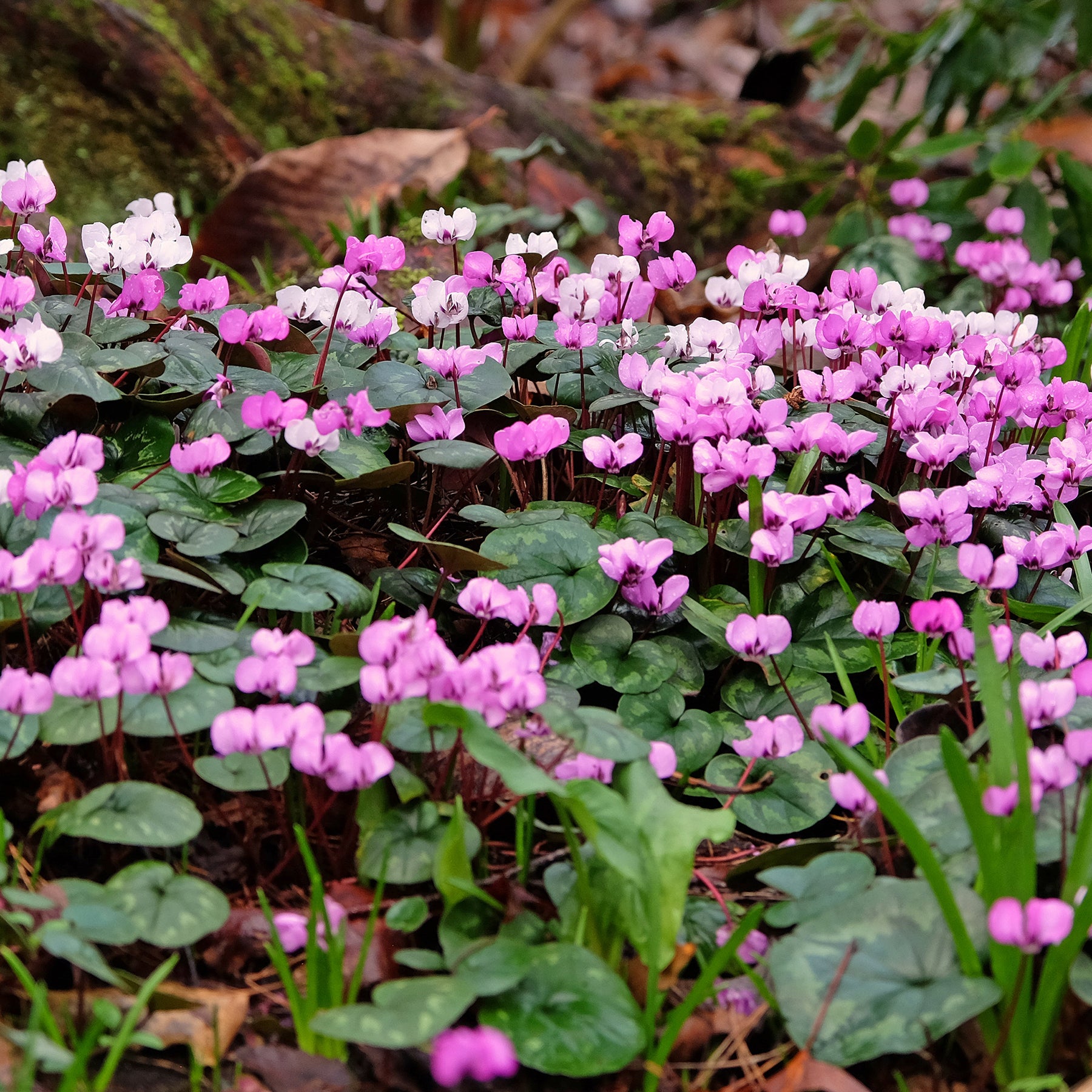 3 Cyclamens de l'île de Cos roses - Willemse