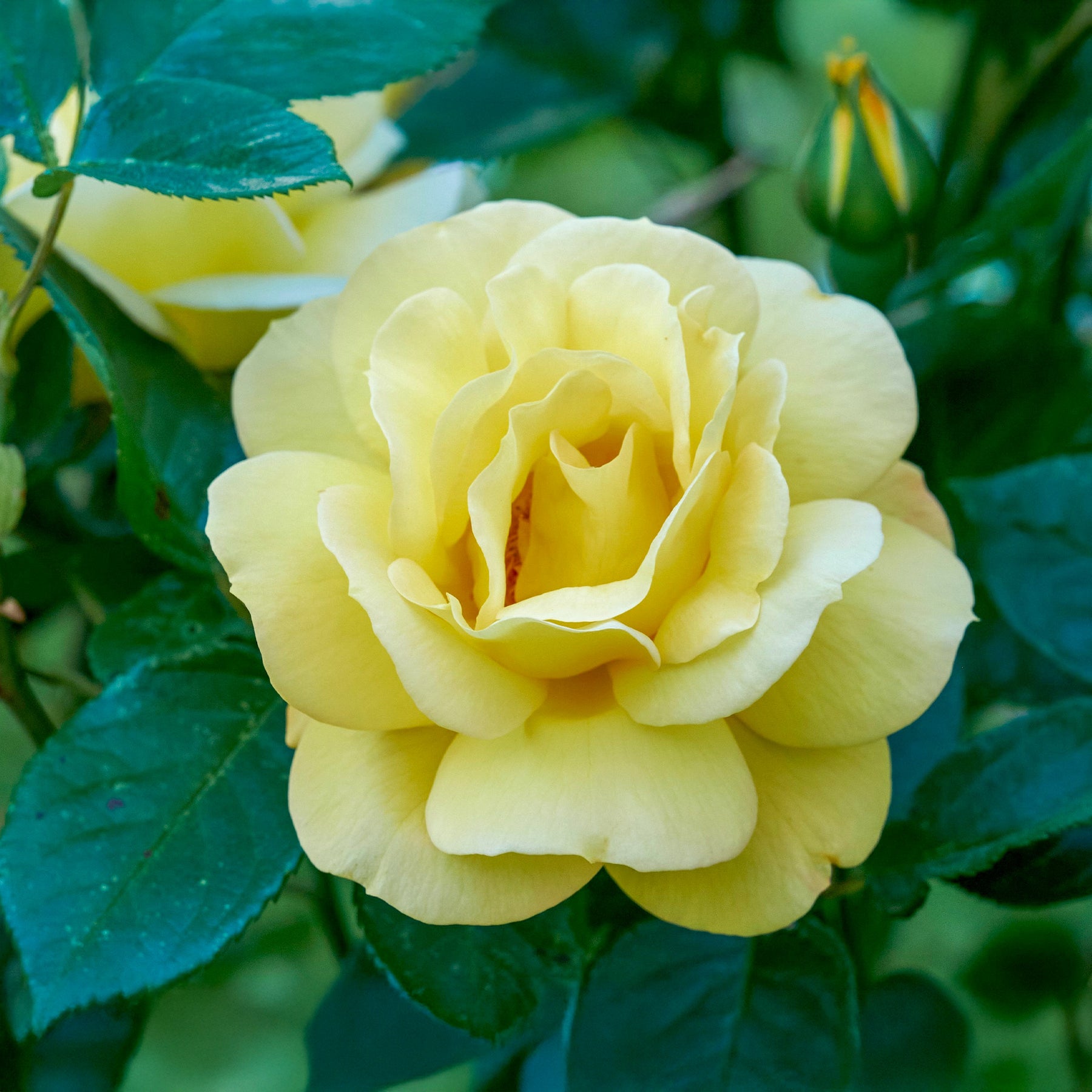 Rosa arthur bell - Rosier buisson Arthur Bell - Rosiers à fleurs groupées polyantha