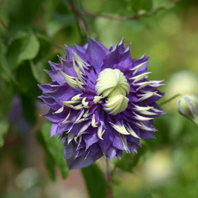 Clématites - Clématite Taïga - Clematis Taïga