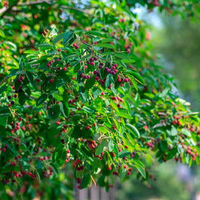 Amélanchier de Lamarck - Amélanchier - Willemse