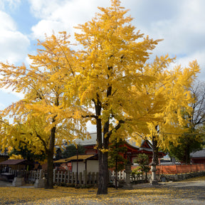 Arbre aux 40 écus - Ginkgo biloba - Ginkgo biloba - Willemse