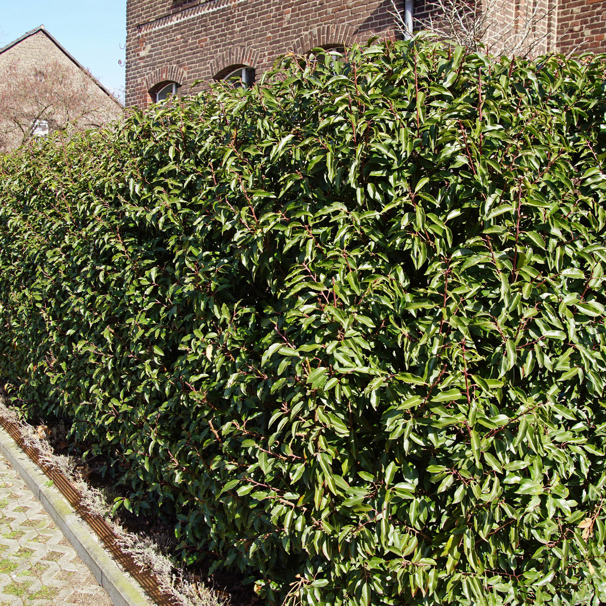 3 Lauriers du Portugal Angustifolia - Willemse