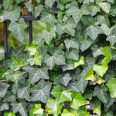 Lierre grimpant - Lierre commun - Willemse