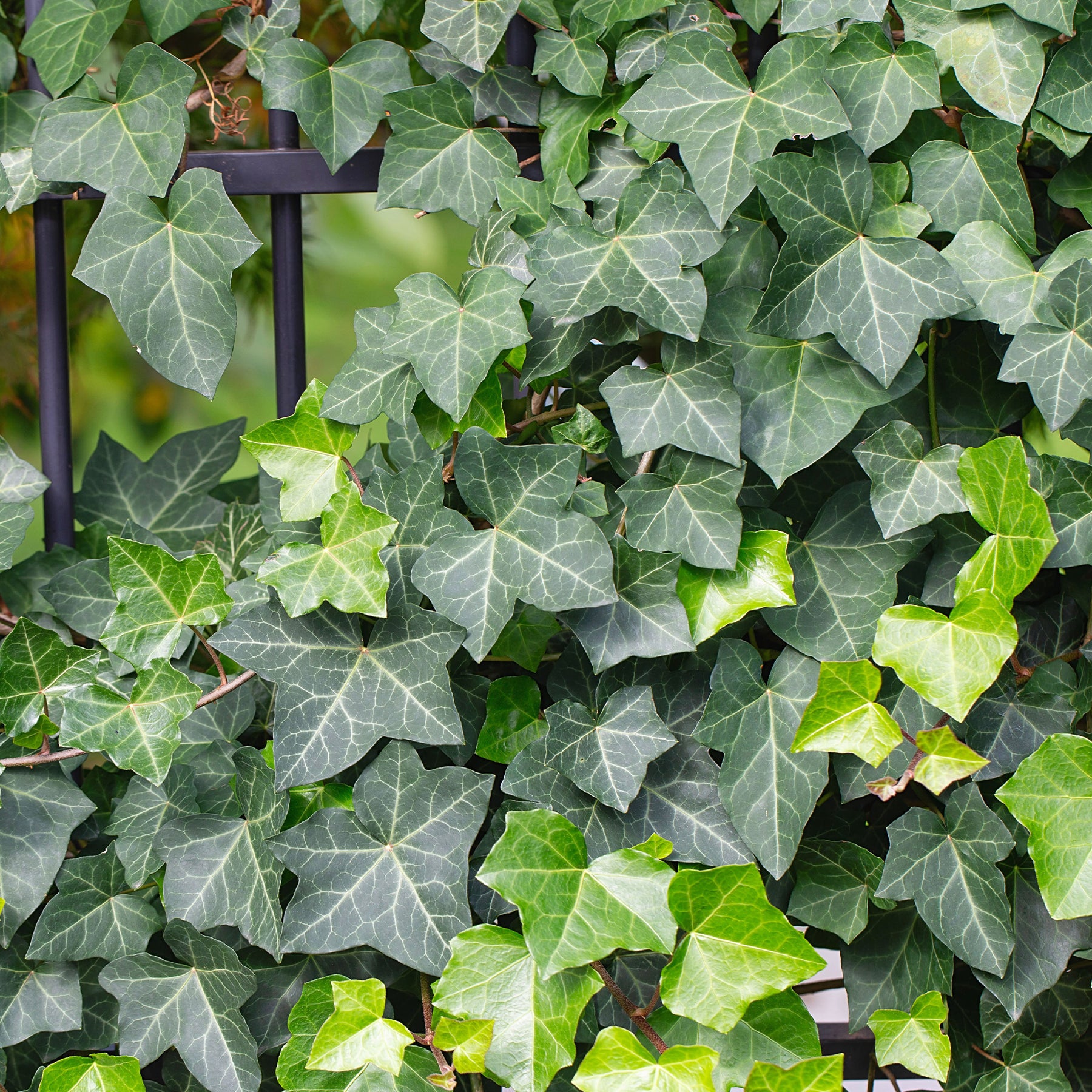 Lierre grimpant - Lierre commun - Willemse