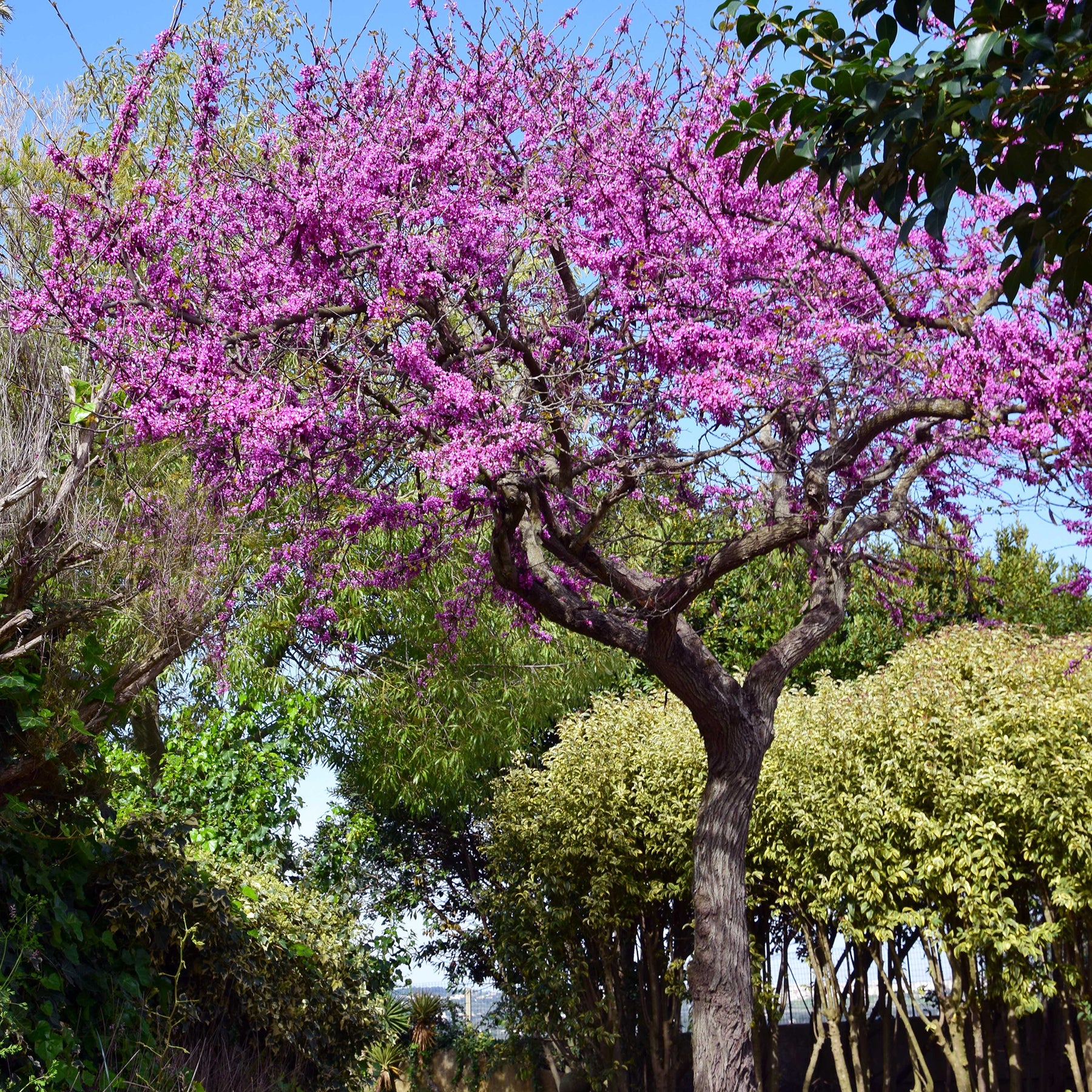 L'Arbre de Judée