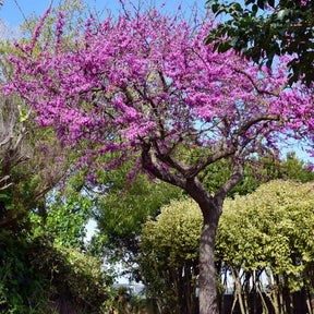 L'Arbre de Judée