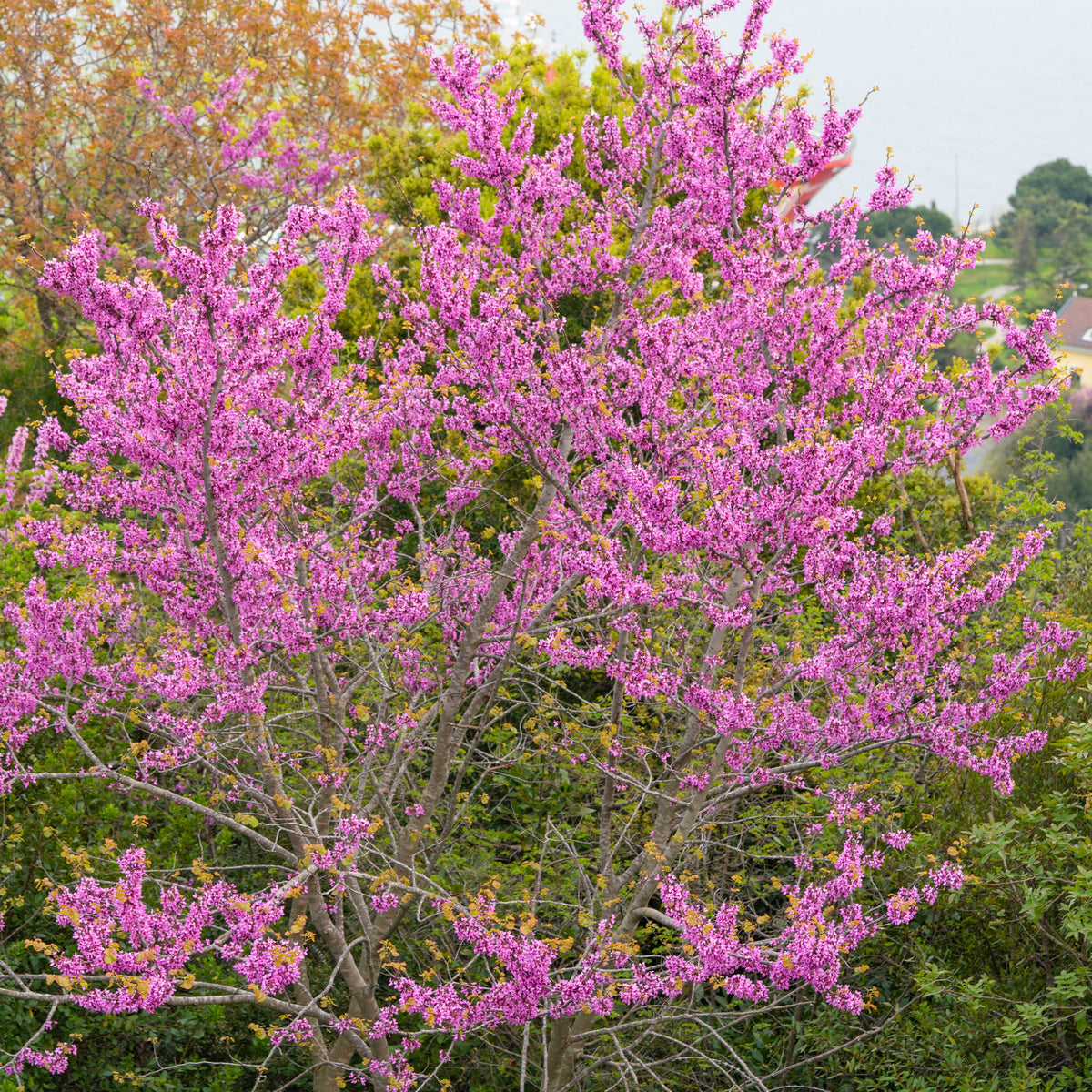 L'Arbre de Judée - Cercis siliquastrum - Willemse