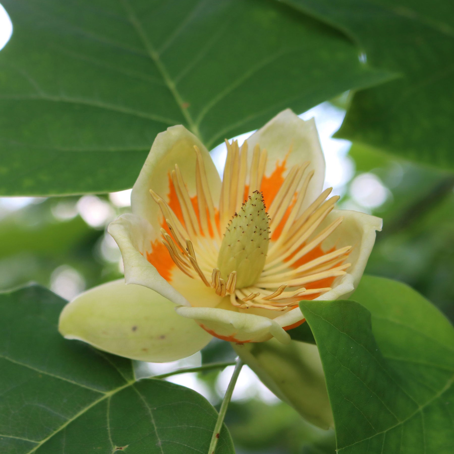 Tulipier de Virginie - Liriodendron tulipifera danny - Willemse