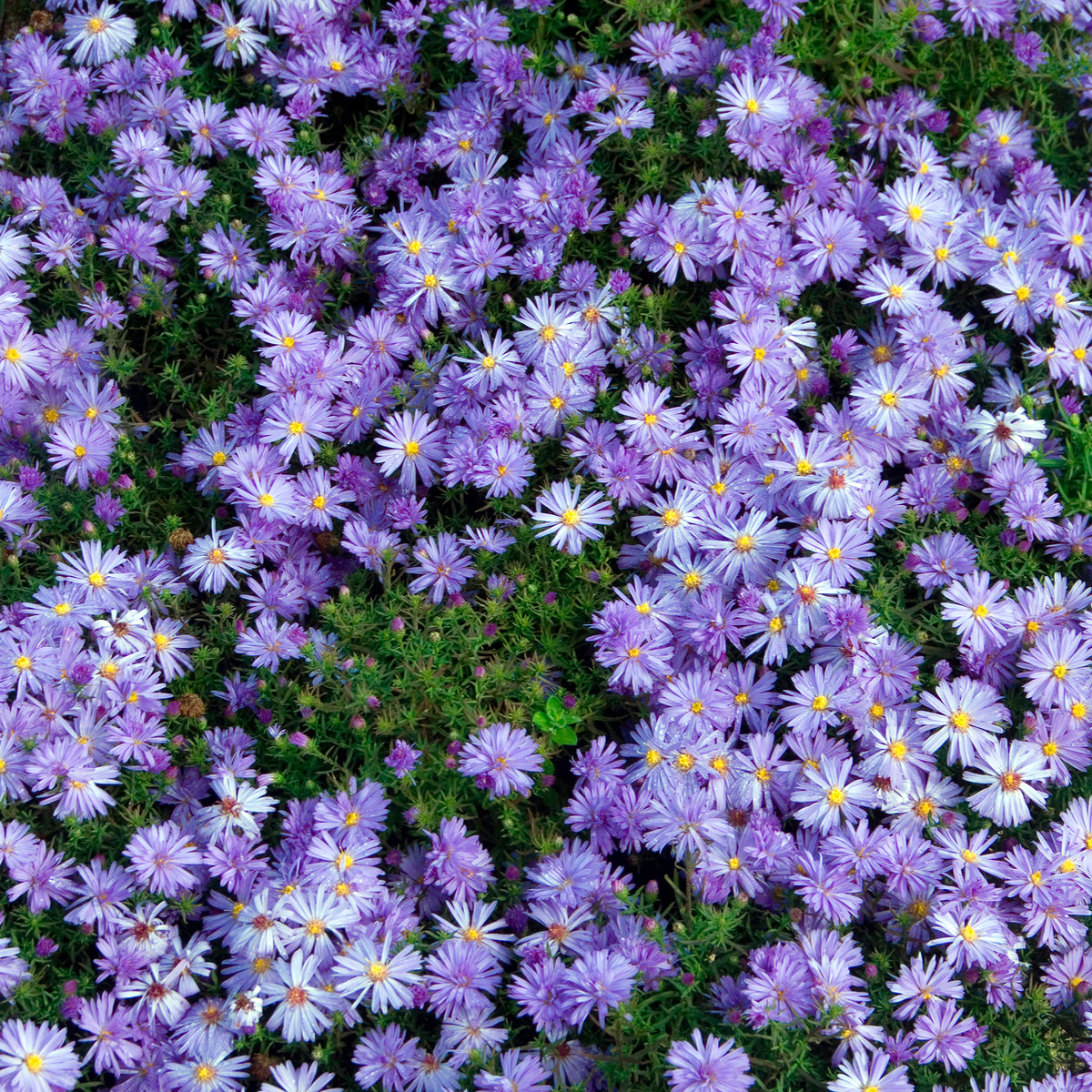 Aster dumosus Lady In Blue