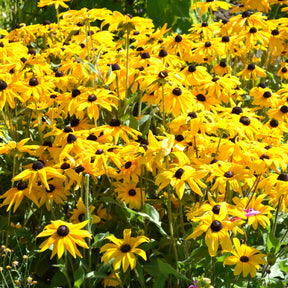 Vente Rudbeckia Goldsturm - Rudbeckia fulgida Goldsturm