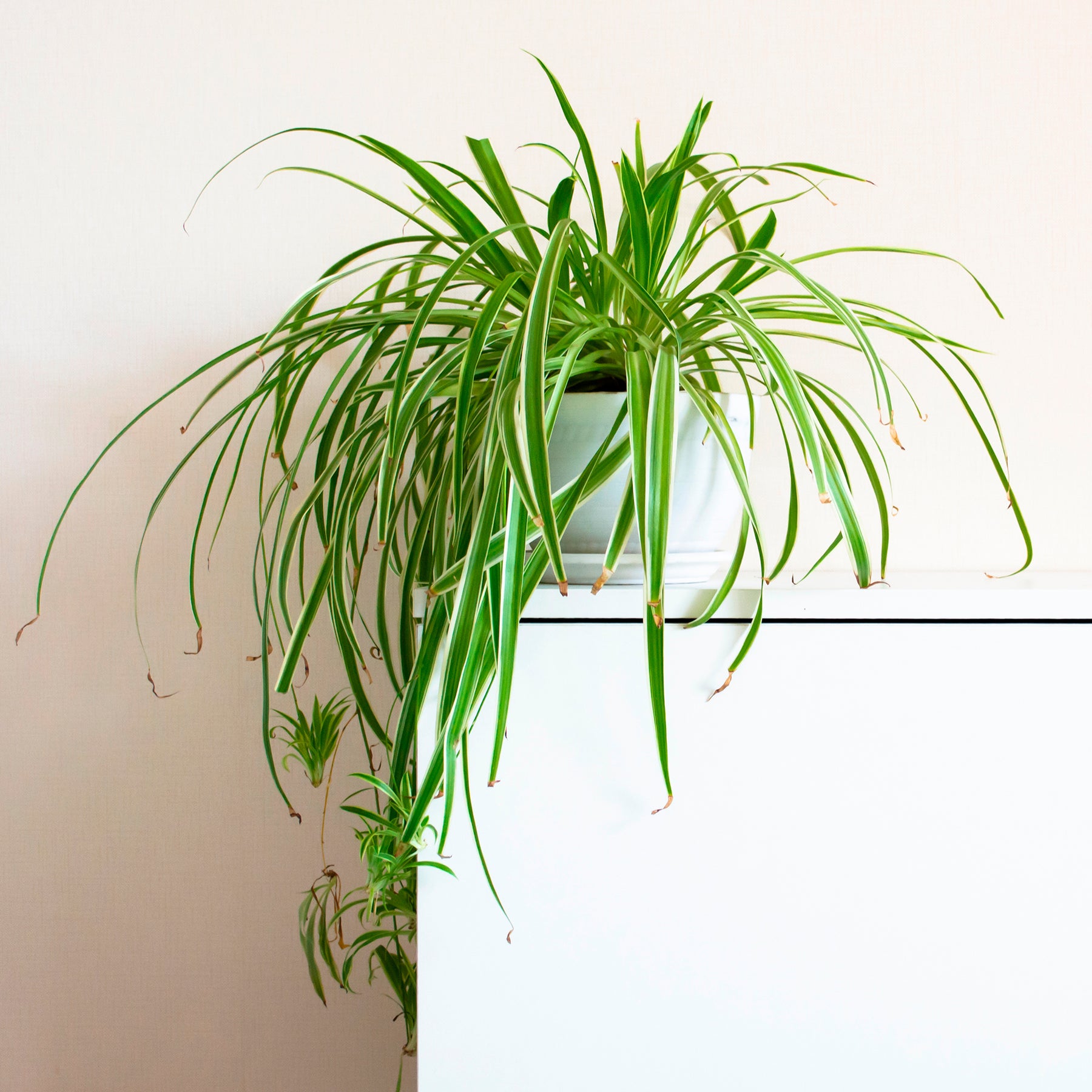 Chlorophytum comosum Vittatum - Chlorophytum comosum vittatum - Willemse