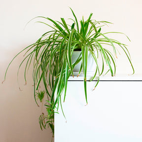 Chlorophytum comosum Vittatum - Chlorophytum comosum vittatum - Willemse