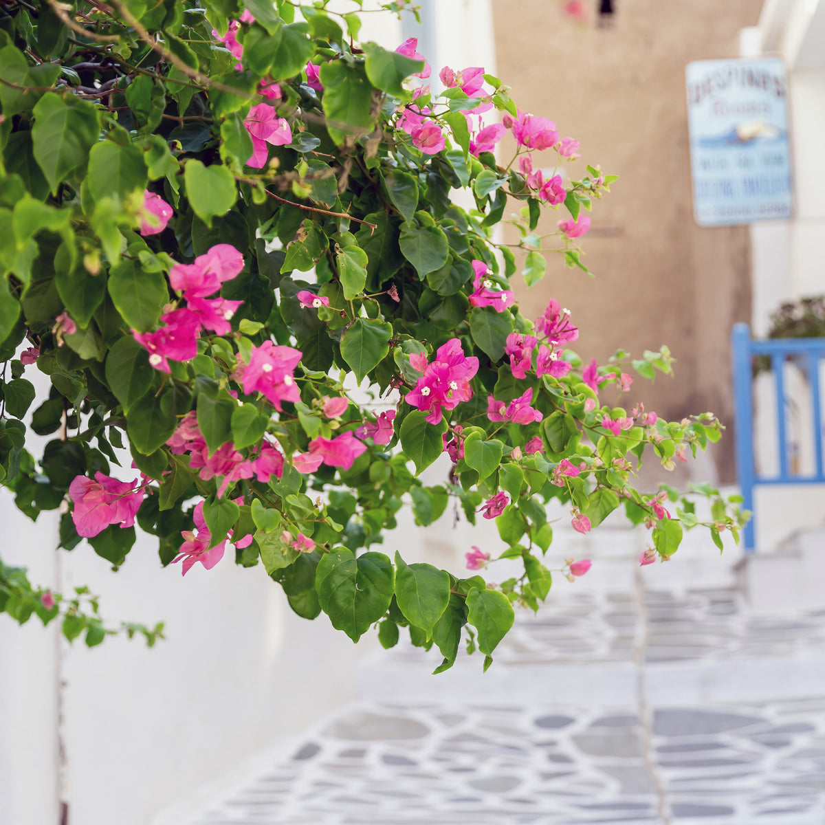 Bougainvillier Rose - Bougainvillea pink - Willemse