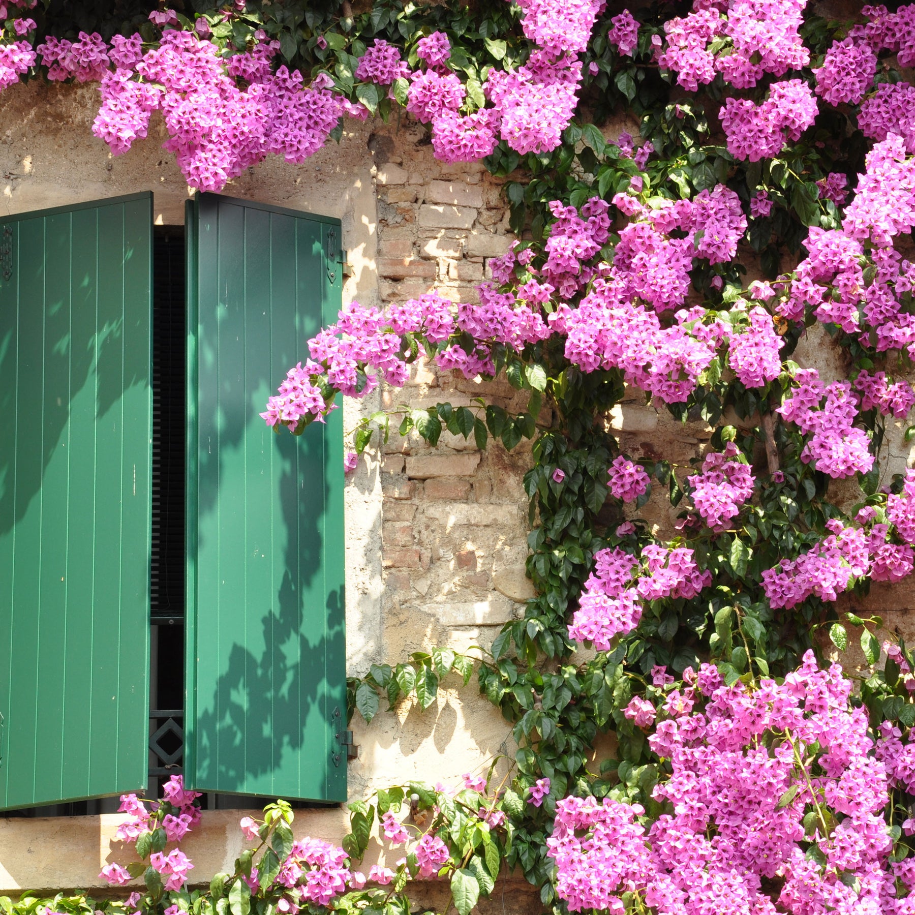 Vente Bougainvillier Rose - Bougainvillea pink