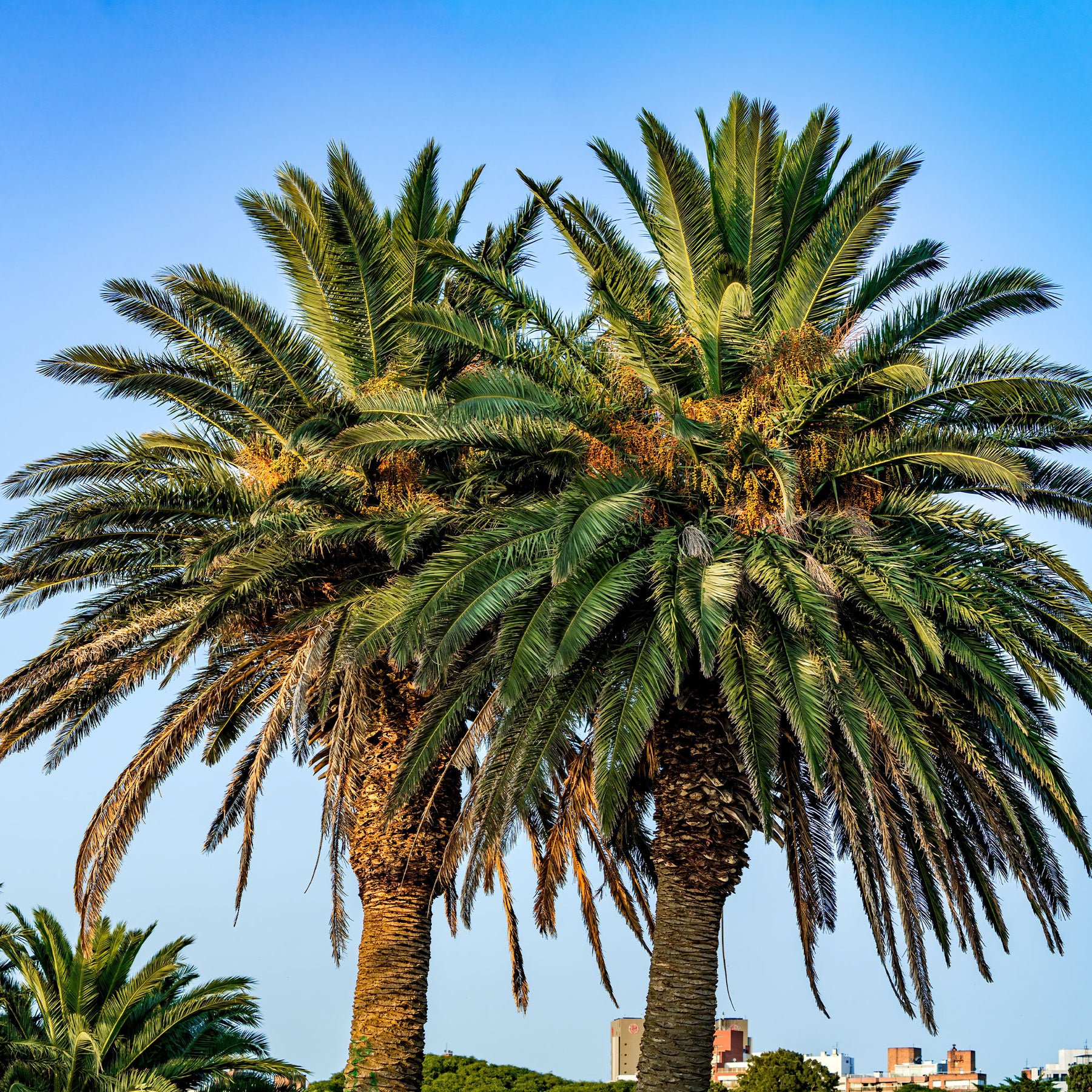 Vente Palmier des Canaries