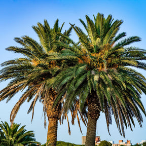 Vente Palmier des Canaries