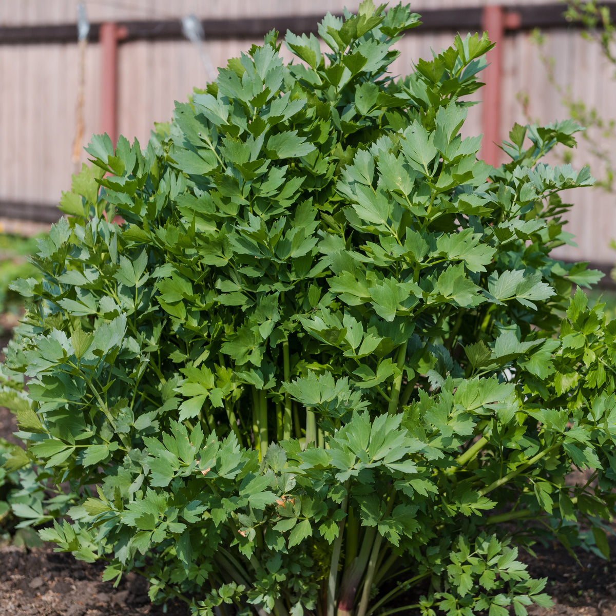 Livèche - céleri perpétuel - Levisticum officinalis - Willemse
