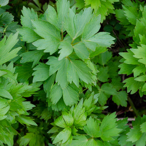 Levisticum officinalis - Livèche - céleri perpétuel - Plantes vivaces aromatiques