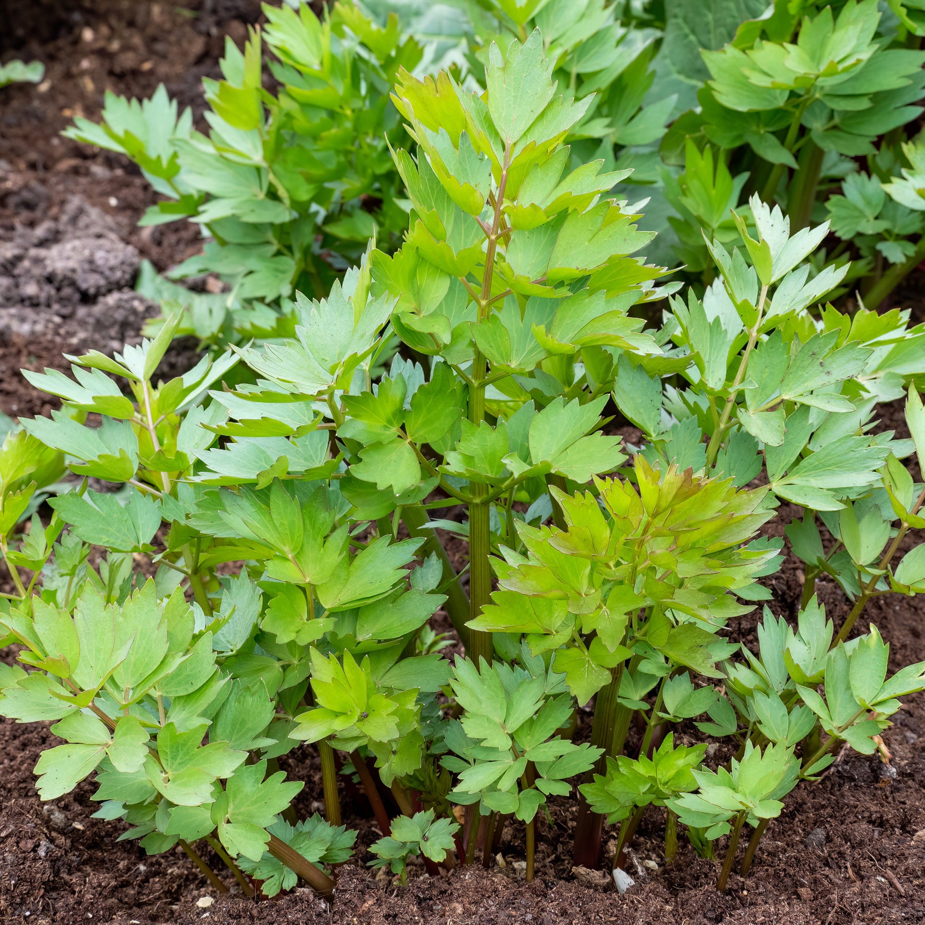 Vente Livèche - céleri perpétuel - Levisticum officinalis