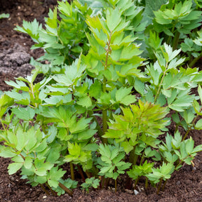 Vente Livèche - céleri perpétuel - Levisticum officinalis