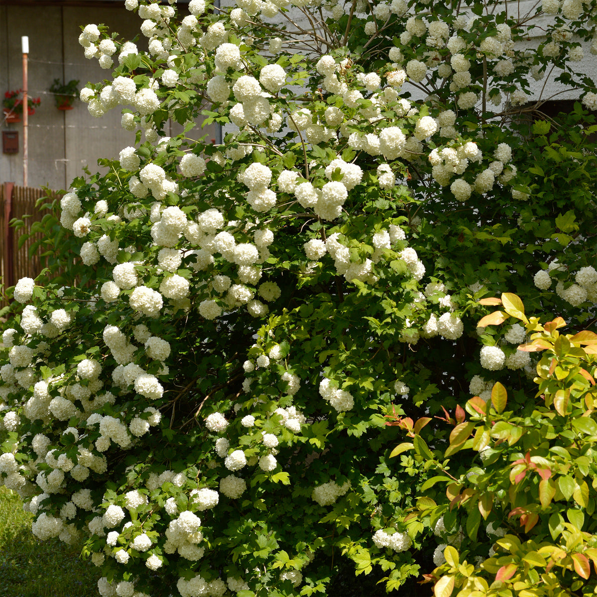 Viorne Boule de neige - Viburnum opulus Roseum - Willemse