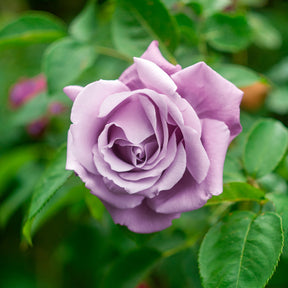 Rosier buisson Walztime - Willemse