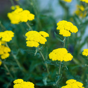 Achillée Moonshine - Achillea hybride moonshine - Willemse