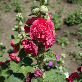 Rose trémière Chater's Double Rouge