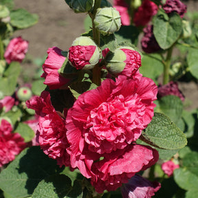 Rose trémière Chater's Double Rouge