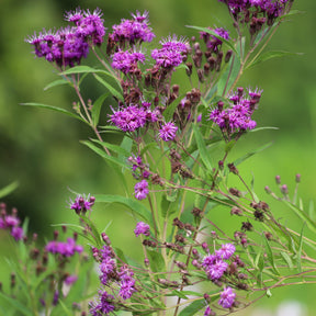 Vernonie Mammuth - Vernonia crinita mammuth - Willemse