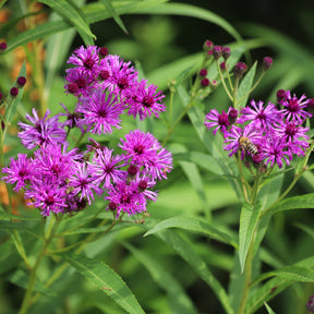 Vernonia crinita mammuth - Vernonie Mammuth - Vernonie