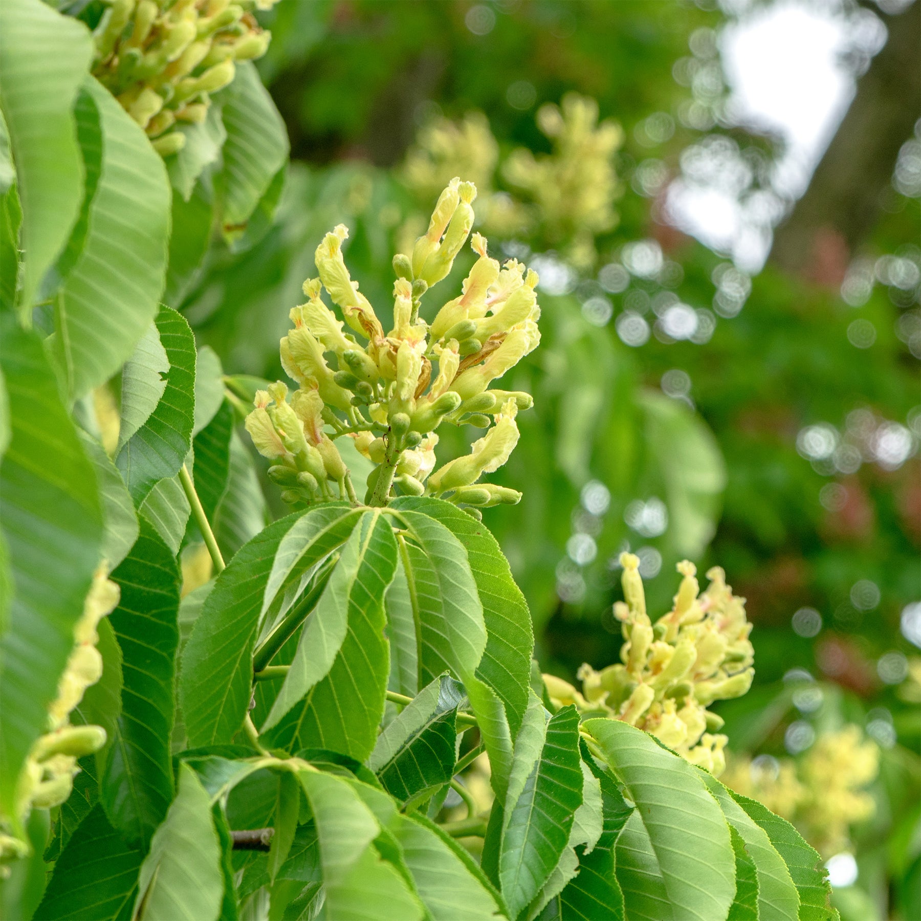 Marronnier Autumn Splendor - Aesculus x arnoldiana Autumn Splendor - Willemse