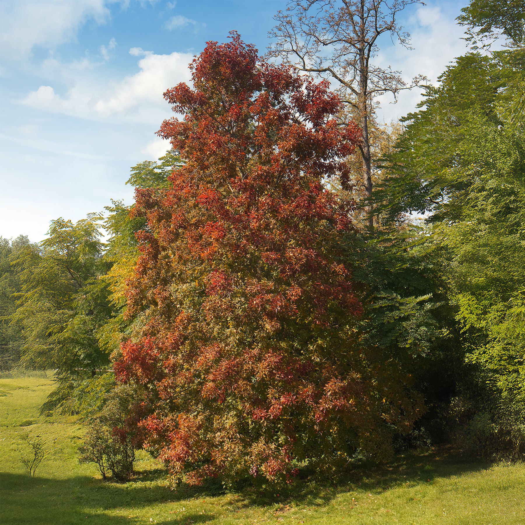 Vente Tupélo noir - Nyssa sylvatica
