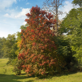 Vente Tupélo noir - Nyssa sylvatica