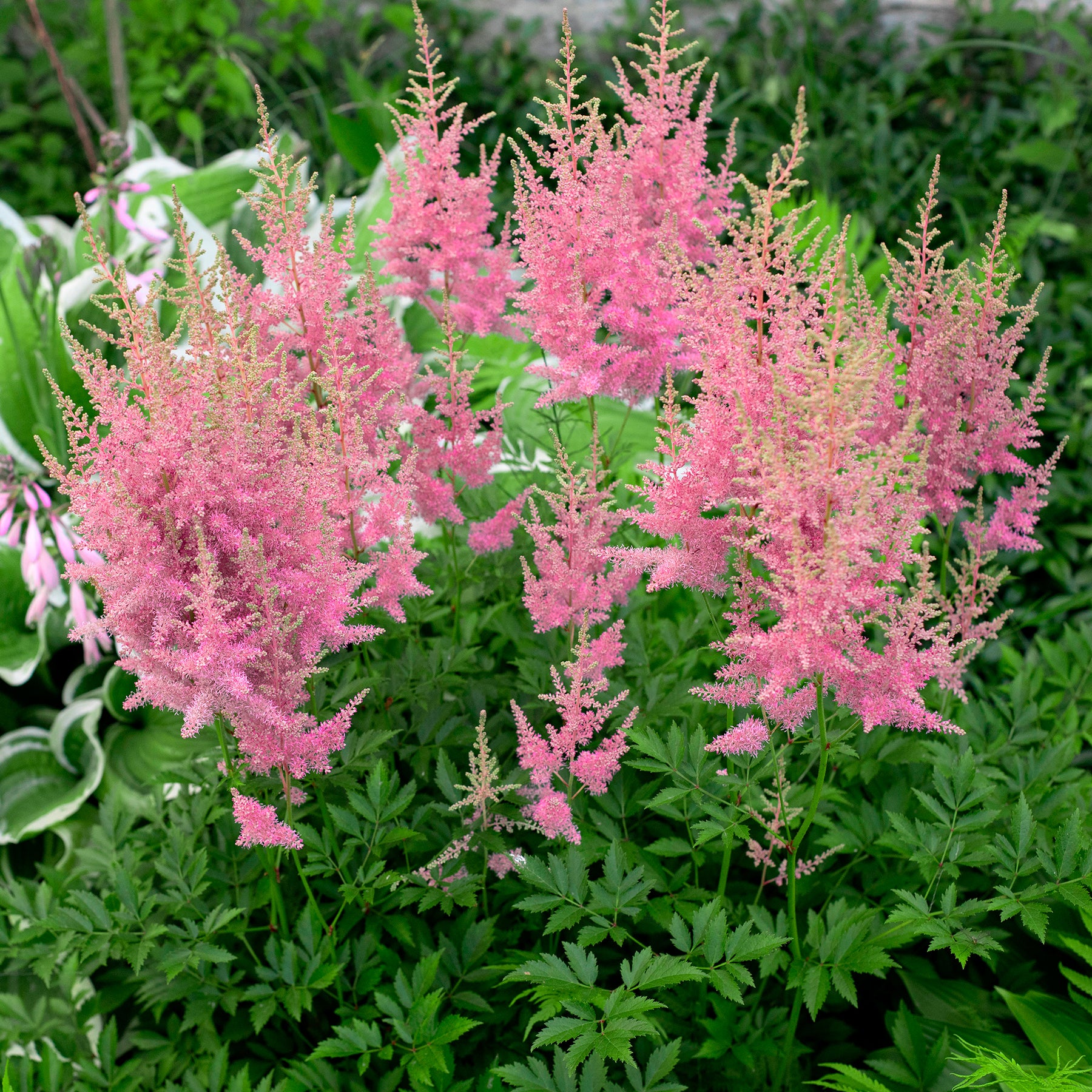 Astilbe d'Arends Anita Pfeifer - Astilbe x arendsii Anita Pfeifer - Willemse