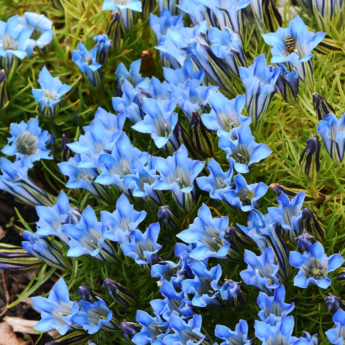 Gentiane Blue Star® - Willemse