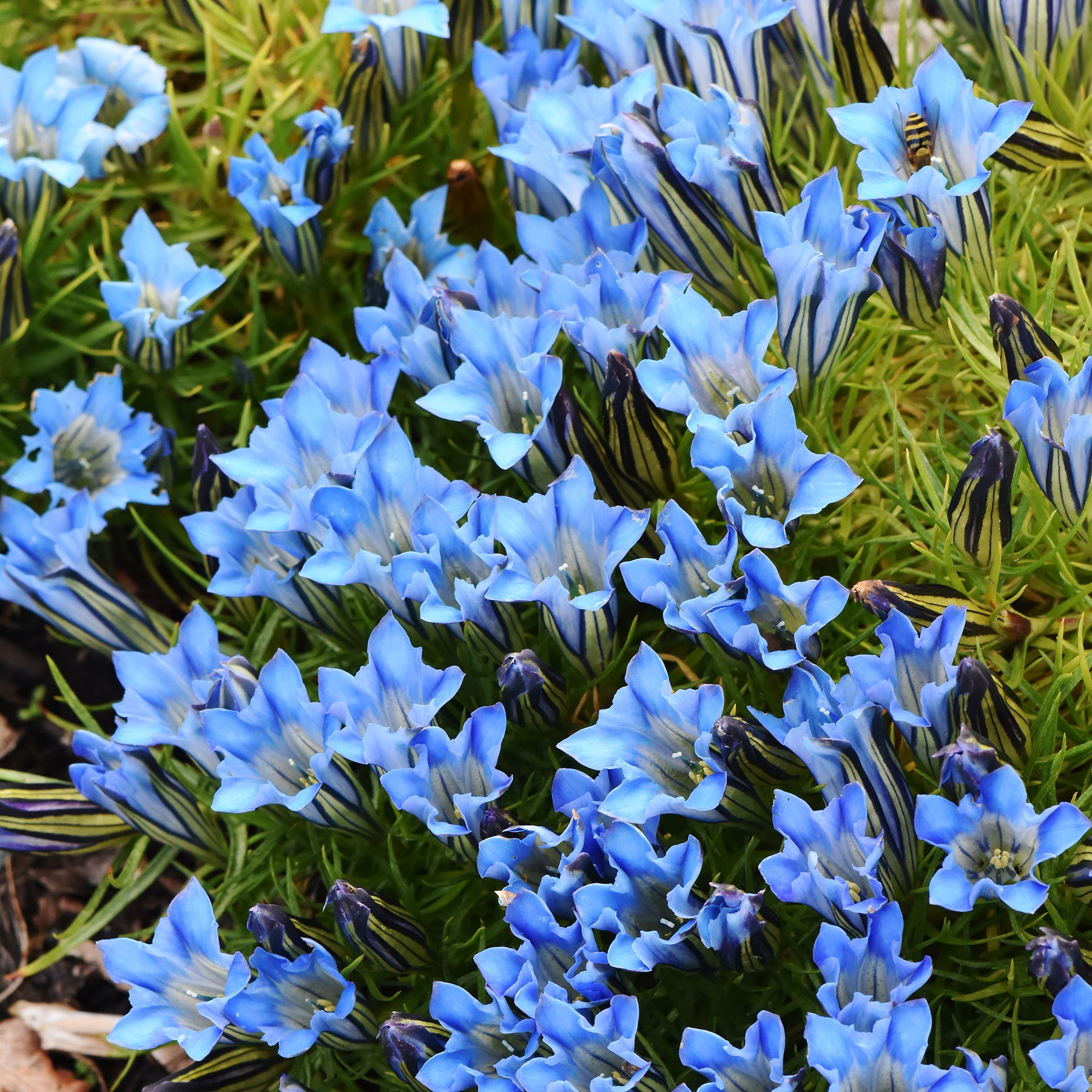 Gentiane Blue Star® - Willemse