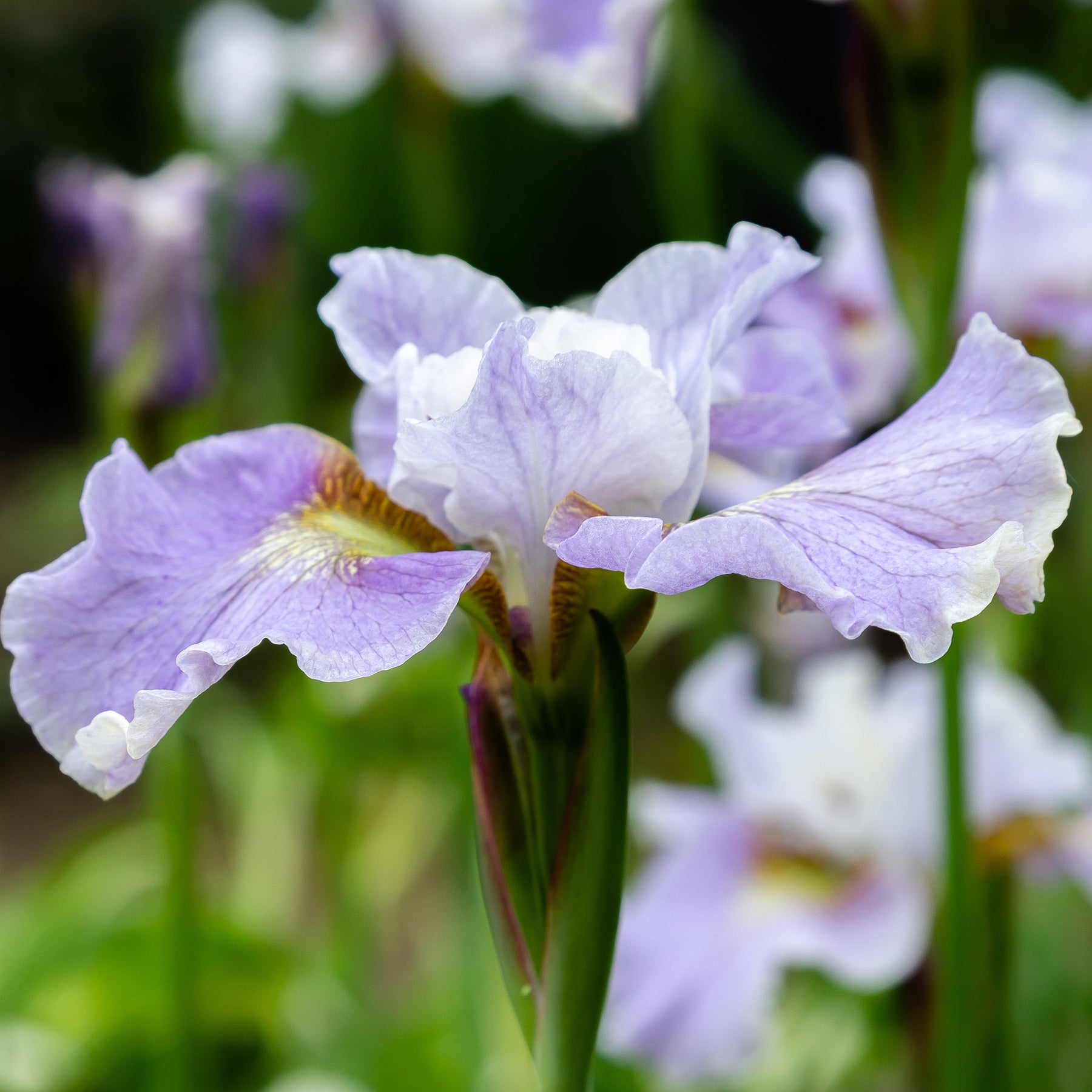 Iris sibirica Dance Ballerina Dance - Iris de Sibérie Dance Ballerina Dance - Iris de Sibérie et du Japon