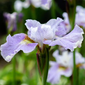 Iris sibirica Dance Ballerina Dance - Iris de Sibérie Dance Ballerina Dance - Iris de Sibérie et du Japon