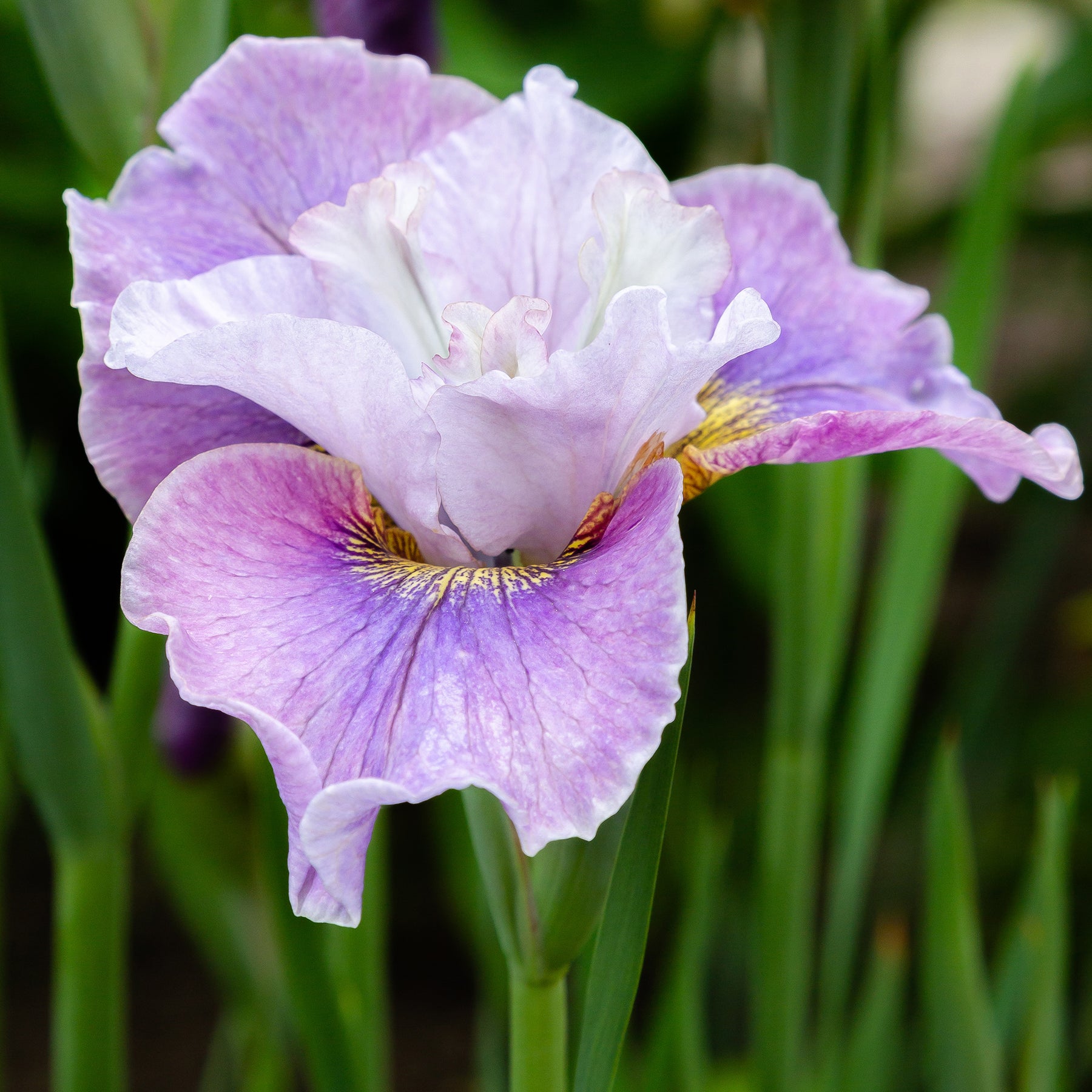 Iris de Sibérie et du Japon - Iris de Sibérie Dance Ballerina Dance - Iris sibirica Dance Ballerina Dance