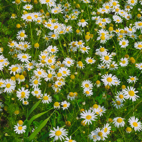 Camomille rampante - Pyrèthre gazonnant - Willemse