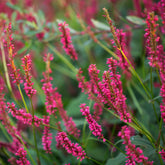 Renouée Amethyst Summer - Persicaire - Willemse