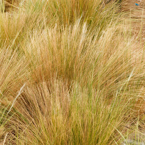 Stipa trichotoma Palomino - Stipe à feuilles dentées - Stipe - Stipa
