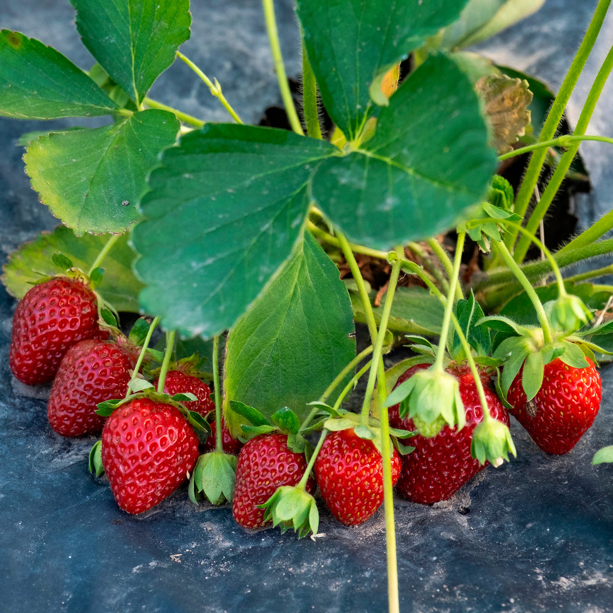 Fraisier remontant Anaïs - Willemse